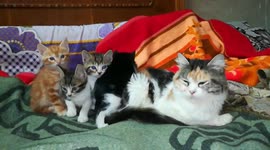Four Twins Kitties Sitting Around Their Mom Cat