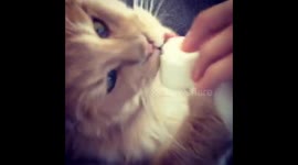 Big ginger Mainecoon enjoying march mellow