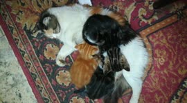 Triplets Cats Drink Milk While Mom Rest On Floor