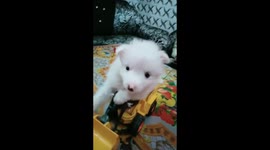 Little puppy takes a joy ride on a toy crane in northern India
