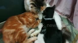 Twins Kitties Wants Breastfeeding From Mom