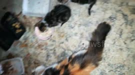 Mom cat learn her kitties How to eat fresh food