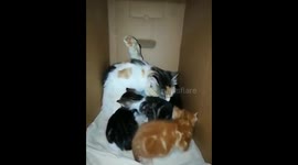 Four Twins Kitties Stand In Line For Mom Washing Time