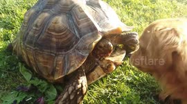 Furious turtle confronts dog trying to steal its strawberries