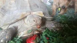 Herbies giant strawberry feast