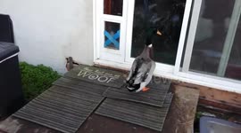 Nibbles the duck uses the doggy door