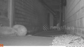 Hedgehog bowling: two hedgehogs meet and one decides to roll the other away.