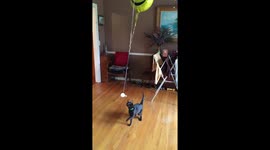 Cat with balloons