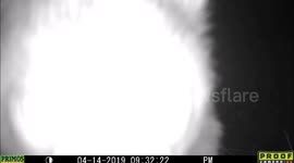 bear night too close to camera 14Apr2019