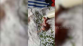 Caring woman rescues hatchling after it falls off nest, feeds it in eastern India
