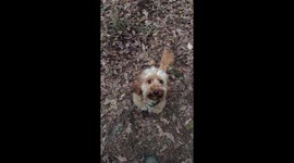 Cockapoo