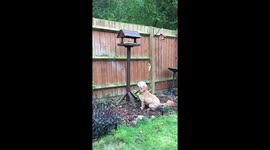 Cockapoo jumping in slow motion