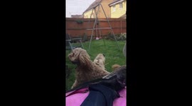 Cockapoo and trampoline