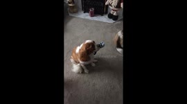 Dog chooses a dirty sock and a treat.