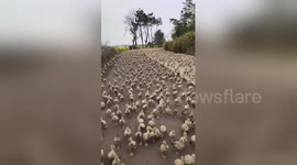 Spectacular moment thousands of ducks rush to fields for food in China
