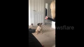 French bulldog reacts perfectly at pretending to play dead