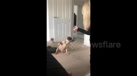 The Oscar goes to French bulldog dramatically playing dead