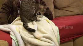 Kitten nightly ritual. Every. Single. Night. Sometimes for up to thirty minutes.