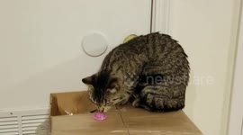 Curiosity spooked the cat! Kitten gets jump-scare when toy pops in her face