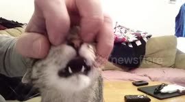 Kitten loves getting a purr-fect face scratch