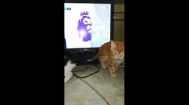 Kitties Watches Liverpool Match ' Mo Salah ' Premier League