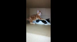 Kitties Watch WWE Matches And Fight Live