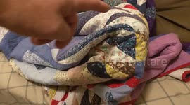 Lex the Rescue Dog - hides under blanket, attacks me