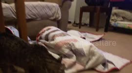 Lex the Rescue Dog - hides under blanket, attacks kitten