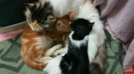 Mom Cat Letting Her Kitties Drink Milk While Cleaning Them