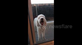 Poodle puppy tries to eat glass sliding door