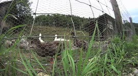 Farm animals in Switzerland
