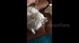 Pomeranian puppy enjoying a relaxing head massage