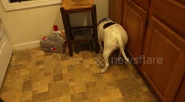 Lex the Rescue - in the dogfood bag