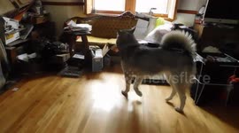 Naughty Alaskan Malamute Sojourner stole the children's Bunny Book