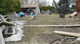 Alaskan Malamute  Sojou Masters  Zoomies
