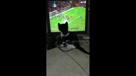 Female Cat Reactions To Liverpool Matches On Tv