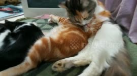 Mom Cat Cleans Her Male Brown Kitty
