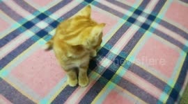 Male Brown Cat Likes To Appear On Camera