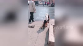 Wolf-dog carries two poodles across road in China's Shandong