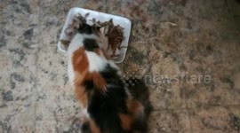 Cat Admires Birds Bones In Lunch