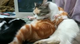 Brown Cat Enjoys Mom Mouth Shower