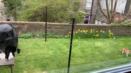 Hilarious cat runs on hind legs to intimidate her trespassing feline foe