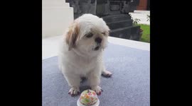 Shih Tzu Rings Bell When She's Hungry