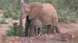 Elephant babies drinking at waterhole