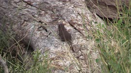 Dwarf Mongoose eating beetle