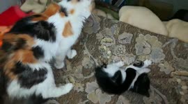 Mom Cat React With Her Twins Fighting