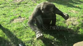 Gorilla dodges electric fence, starts banging on glass window