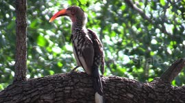 Hornbill Dancing