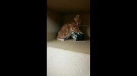 Female Cat Twins Plays With Male Cat Inside Box For Champion Ship