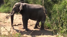 Huge Bull Elephant
